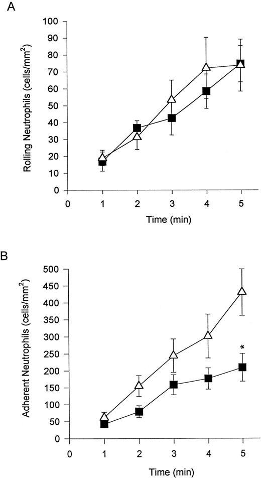 Fig. 2. Addition of DHCB (causes α4β1 expression in the presence of chemotactic stimuli) had no further effect on the number of rolling neutrophils on TNFα-treated endothelium (A). Neutrophil adhesion (B) was further increased (doubled) relative to neutrophils not treated with DHCB. (▪) Untreated; (▵) DHCB-treated. *P < .05 relative to treated cells.