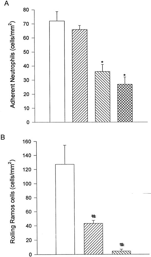 Fig. 8. α4β1 -expressing neutrophils were allowed to settle onto VCAM-1–transfected L cells and flow was initiated to 2 dyne/cm2. This force did not displace the neutrophils in the presence or absence of the anti-CD18 antibody, IB4 (A). Pretreatment of neutrophils with either the anti-β1 antibody (K20) or the anti-α4 integrin antibody (HP2/1) significantly reduced the number of adhering cells (A). These concentrations of HP2/1 or K20 were sufficient to displace Ramos cells from the VCAM-1–transfected L cells (B). For (A), (□) fMLP + DHCB, (▨) fMLP + DHCB + IB4 , (▧) fMLP + DHCB + IB4 + K20, or () fMLP + DHCB + IB4 + HP2/1. For (B), (□) no antibody, (▨) K20, or (▧) HP2/1. *P < .05 relative to FMLP + DHCB value. #P < .05 relative to the no antibody condition.