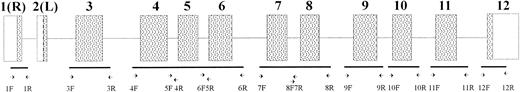 Fig. 1. PK-LR gene structure and position of primers used. Boxes show exons: (▧) coding regions: (□) noncoding regions. Exons are indicated by the numbers.