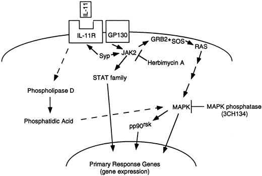 Fig. 1. Possible signaling pathways mediated by IL-11.