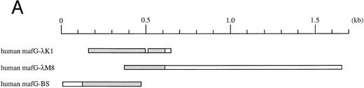 Fig. 1. (A) Schematic representation of human MafG cDNAs. Coding sequences are shaded. (B) cDNA sequence of human MafG. The basic domain is boxed and lightly shaded. Dark shaded circles indicate the leucine zipper. An in-frame, upstream termination codon in the 5′UTR, and putative 3′UTR AUUUA mRNA degradation sequences55 are underlined. / (C) Comparison of human MafG to related small Maf proteins. Nonconserved amino acids are shaded. Numbers in parentheses represent amino acid positions. The basic region is indicated with a black bar; locations of leucine zipper residues are marked with black dots.
