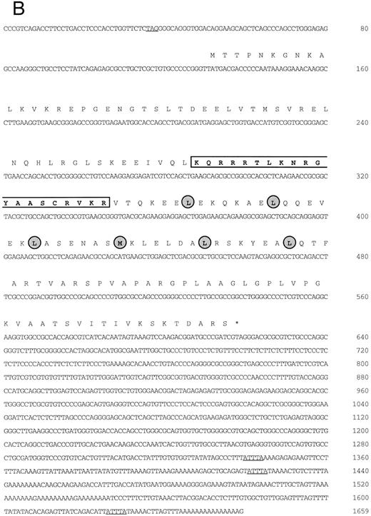 Fig. 1. (A) Schematic representation of human MafG cDNAs. Coding sequences are shaded. (B) cDNA sequence of human MafG. The basic domain is boxed and lightly shaded. Dark shaded circles indicate the leucine zipper. An in-frame, upstream termination codon in the 5′UTR, and putative 3′UTR AUUUA mRNA degradation sequences55 are underlined. / (C) Comparison of human MafG to related small Maf proteins. Nonconserved amino acids are shaded. Numbers in parentheses represent amino acid positions. The basic region is indicated with a black bar; locations of leucine zipper residues are marked with black dots.