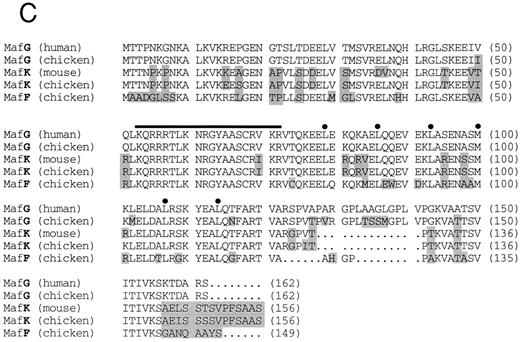 Fig. 1. (A) Schematic representation of human MafG cDNAs. Coding sequences are shaded. (B) cDNA sequence of human MafG. The basic domain is boxed and lightly shaded. Dark shaded circles indicate the leucine zipper. An in-frame, upstream termination codon in the 5′UTR, and putative 3′UTR AUUUA mRNA degradation sequences55 are underlined. / (C) Comparison of human MafG to related small Maf proteins. Nonconserved amino acids are shaded. Numbers in parentheses represent amino acid positions. The basic region is indicated with a black bar; locations of leucine zipper residues are marked with black dots.