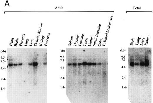 Fig. 2. Expression pattern of human MAFG transcripts in various tissues and cell lines. (A) MAFG mRNA expression in human adult and fetal tissues. Northern blots were prepared by Clontech with approximately 2 μg of poly(A)+ RNA from each tissue. The identities of the tissues are shown at the top of each lane; “P. Blood Leukocytes” indicates “peripheral blood leukocytes.” RNA size markers are shown on the left. (B) RT-PCR amplification of total RNA from mouse fetal liver (d15), mouse cell lines (MEL, CB3, MC8), and human cell lines (HEL, Dami). Each RNA sample was processed with (+) and without (−) RT. Arrows on the right indicate specific human (356 bp) and mouse (283 bp) MafG amplification products. DNA size markers are shown on the left.