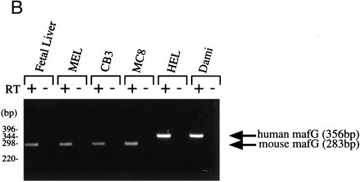 Fig. 2. Expression pattern of human MAFG transcripts in various tissues and cell lines. (A) MAFG mRNA expression in human adult and fetal tissues. Northern blots were prepared by Clontech with approximately 2 μg of poly(A)+ RNA from each tissue. The identities of the tissues are shown at the top of each lane; “P. Blood Leukocytes” indicates “peripheral blood leukocytes.” RNA size markers are shown on the left. (B) RT-PCR amplification of total RNA from mouse fetal liver (d15), mouse cell lines (MEL, CB3, MC8), and human cell lines (HEL, Dami). Each RNA sample was processed with (+) and without (−) RT. Arrows on the right indicate specific human (356 bp) and mouse (283 bp) MafG amplification products. DNA size markers are shown on the left.