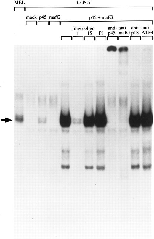 Fig. 3. Heterodimerization of MafG with p45 NF-E2. A NF-E2 DNA-binding site derived from the human PBGD promoter was used as a probe to detect NF-E2 DNA binding activity in nuclear extracts from MEL cells and COS-7 cells transfected with different cDNAs. Competitor oligonucleotides (1 or 15), preimmune serum (PI) or anti-MafG, anti-p45, anti-p18, or anti-ATF4 serum was added to the reaction mix as indicated. Oligonucleotide 1 binds both NF-E2; oligonucleotide 15 contains a single base-pair mutation that blocks NF-E2 binding.16 An arrow indicates the position of NF-E2 and p45/MafG complexes.