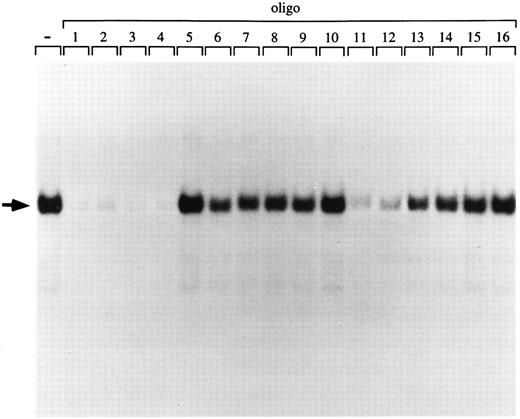 Fig. 4. DNA-binding specificity of the p45/MafG heterodimer. An NF-E2 DNA-binding site derived from the human PBGD promoter was used as a probe to detect NF-E2 DNA binding activity in nuclear extracts from COS-7 cells cotransfected with expression constructs coding for p45 NF-E2 and MafG. A series of wild-type and mutant NF-E2 binding site oligonucleotides were used as competitors. The sequences of competitor oligonucleotides 1 to 16 have been described previously.16