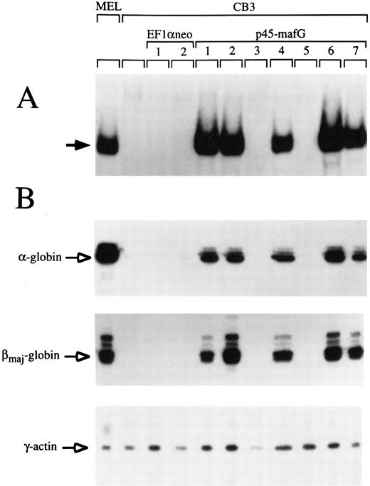 Fig. 5. A tethered p45/MafG heterodimer rescues α- and β-globin expression in the CB3 cell line. (A) Gel-shift assays were performed using nuclear extracts from MEL cells, untransfected CB3 cells, and CB3 cells stably transfected with either expression vector (EF1αneo) alone, or expression vector coding for a tethered p45/MafG heterodimer (see notations at top of lanes). An NF-E2 DNA-binding site derived from the human PBGD deaminase promoter was used as a probe. The arrow indicates the bound complex. The complex formed from p45/MafG tethered heterodimer migrates slightly slower than NF-E2 in MEL cells, presumably because of the mass of the linker segment. Not all clones transfected with the construct coding for p45/MafG express the heterodimer. (B) RNase protection analysis of cell lines described above. Probes were specific for mouse α- and βmajor-globin transcripts. γ-Actin was used as an internal control.