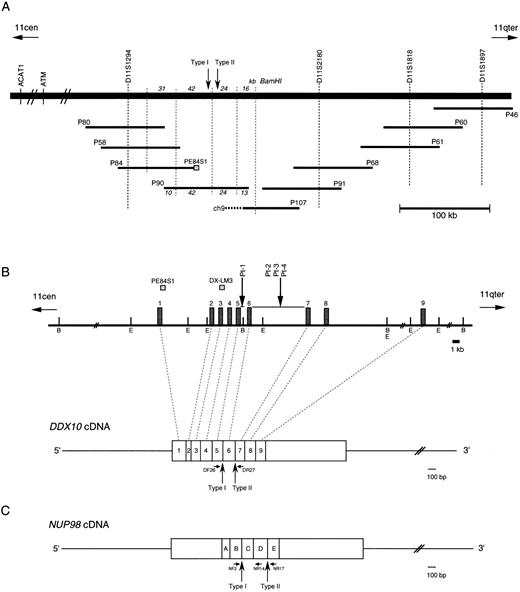 Fig. 1. Physical map of the 11q22 region and the structure of the DDX10 gene and the NUP98 gene. Vertical arrows indicate breakpoints of both DDX10 and NUP98. Small horizontal arrows below the transcripts indicate primers used for RT-PCR. (A) A schematic outline of the P1 contig in 11q22. The BamHI restriction map around P90 is also shown. P107 is chimeric and its chimeric portion originates from chromosome 9. (B) Restriction map around the inv(11) breakpoints on 11q22 and its relationship to the DDX10 cDNA. B and E indicate the BamHI and EcoRI sites, respectively. Exons of the DDX10 gene are represented by boxes (not shown to scale) on the map. Two probes used for Southern blot analysis are shown above the map. (C) cDNA structure of NUP98.