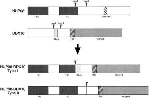 Fig. 4. Schematic diagram of the wild-type proteins and deduced chimeric proteins. Vertical arrowheads indicate breakpoints of both DDX10 and NUP98. Regions that correspond to the structural or functional domains of the proteins are also shown: DEAD, DEAD motif; Heli, putative RNA helicase domain; charged, charged amino acids motif; FG, FG peptide repeat motif; RNA bind, putative RNA binding domain.