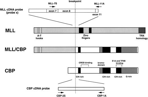 Fig. 2. Schematic representation of the MLL, CBP, and MLL-CBP fusion proteins, and MLL and CBP cDNA probes and primers (MLL-7S, MLL-11A, CBP-2S, CBP-1A). C/H rich, cysteine/histidine rich; Q rich, glutamine rich. The position of the motifs in CBP were derived from the published protein sequence. The MLL-CBP fusion protein retains the key domains from both proteins.
