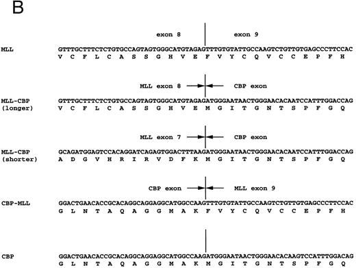 Fig. 4. (A) Identification of fusion transcripts by RT-PCR. Primers used were MLL-7S and CBP-1A (MLL-CBP), and CBP-2S and MLL-11A (CBP-MLL). (B) Partial sequences at the chimeric junctions from five cDNAs (MLL, longer and shorter fragments of MLL-CBP, CBP-MLL, and CBP). longer, longer fragment of 521 bp from patients 1 and 2; shorter, shorter fragment of 407 bp from patient 1. Vertical lines indicate the exon-exon junctions of each gene. Arrows indicate the fusion points of each cDNA.