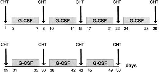 Fig. 1. G-CSF schedule in the protocol.