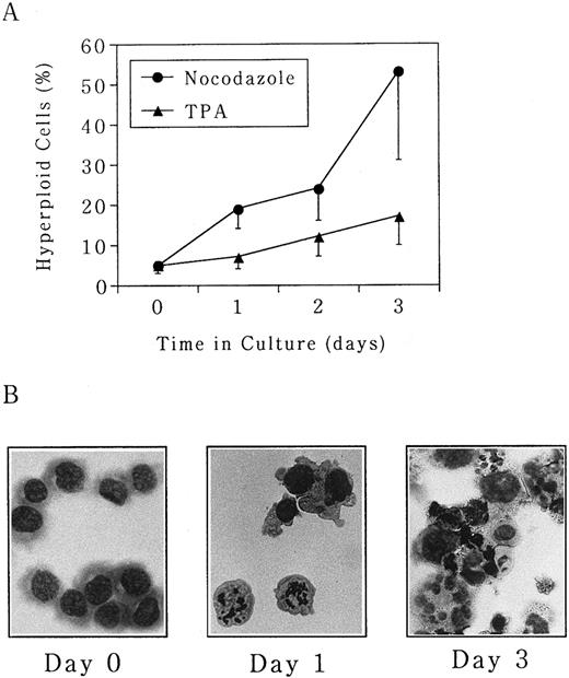 Fig. 1. Polyploidization was induced by nocodazole and TPA in UT-7 cells. Human megakaryocytic leukemia cell line UT-7 was seeded at 5 × 105 cells/mL and cultured in the absence or presence of either (•) nocodazole (50 ng/mL) or (▴) TPA (10 ng/mL) for 3 days. (A) The cells were harvested at given time points, and the proportion of hyperploid cells (cells containing more than 2 nuclei) was determined by morphologic examination on the cytospin specimens. The mean ± SD (bar) of seven independent experiments is shown. (B) Wright-Giemsa staining of each specimen is shown. (Original magnification × 400).