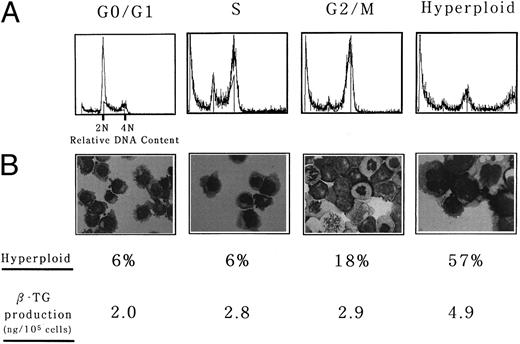 Fig. 4. Hyperploid UT-7 cells could produce more β-TG in response to phorbol ester than nonhyperploid cells. Counterflow centrifugal elutriation was performed as described in the Materials and Methods. (A) Representative DNA histogram of each fraction used in the subsequent experiments. (B) Wright-Giemsa staining of each fraction was performed after the culture with TPA for 5 days. (Original magnification × 400). The proportion of hyperploid cells was determined by counting more than 200 cells on cytospin specimens. Intracellular concentration of β-TG was determined by ELISA. The mean of three independent experiments is shown.