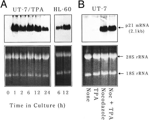 Fig. 6. p21waf1/cip1 mRNA is induced at very early stage of megakaryocytic differentiation. (A) UT-7 and HL-60 cells were cultured with 10 ng/mL of TPA for 24 hours. RNA was isolated at the given time points and subjected to Northern blot analysis for p21waf1/cip1 mRNA expression. EtBr-stained 28S and 18S rRNAs are shown as a loading control. (B) UT-7 cells were cultured in the absence (none) or presence of TPA, nocodazole, or a combination of both. p21 mRNA expression was examined after 24 hours of culture.