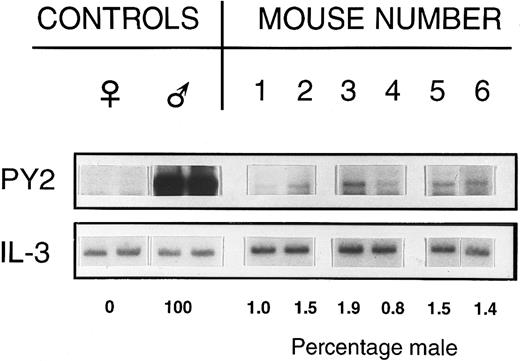 Fig. 1. Percentage of male DNA in BM of individual recipient female mice. Female mice received 2,600 Rh/Hoedull marrow cells and were sampled 6 weeks posttransplant. Southern blots were labeled using a Y chromosome-specific probe and the percentage donor calculated by phosphorimage analysis, taking the male as 100% and the female as 0%. Loading variability was corrected using a probe for IL-3.