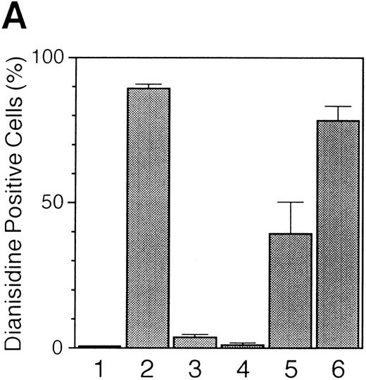 Fig. 11. Reversible changes in the EPO-induced erythroid differentiation. UT-7/GM cells (lanes 1 and 7) were exposed to EPO (10 U/mL) for 4 weeks (lanes 2 and 8) and sequentially cultured with GM-CSF (10 ng/mL) alone for 1 week (lane 3) or 2 weeks (lanes 4 and 9). Then, the cells were obtained and prepared for the detection of hemoglobin synthesis, and the rest were sequentially cultured with EPO (10 U/mL) alone for 1 week (lane 5) or 2 weeks (lanes 6 and 10) and harvested. (A) Dianisidine-staining. (B) Northern blot analysis of γ-globin gene. The membrane was rehybridized with 32P-labeled β-actin cDNA probe to show the amount of RNA loaded.