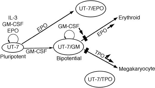 Fig. 14. A schematic illustration of the growth and differentiation of UT-7 and its sublines.