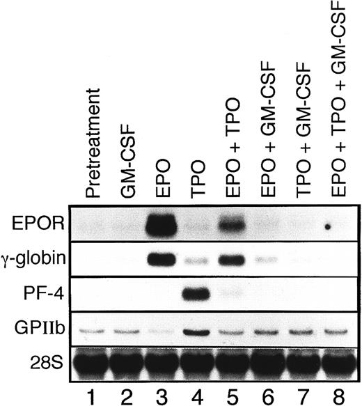 Fig. 5. Northern blot analysis of megakaryocyte or erythroid maturation-associated genes. UT-7/GM cells were cultured in tissue culture flasks with GM-CSF (10 ng/mL), EPO (10 U/mL), TPO (100 ng/mL), or their combinations. One month later, the cells were obtained and prepared for isolation of total cellular RNA. The expression of EPOR, γ-globin, PF-4, and GPIIb mRNAs was examined by Northern blotting. The membrane was rehybridized with 32P-labeled human ribosomal DNA probe to show the amount of RNA loaded.