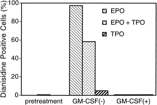 Fig. 6. Increase in hemoglobin synthesis by EPO and TPO, and suppression by GM-CSF in UT-7/GM cells. UT-7/GM cells were cultured in tissue culture flasks with GM-CSF (10 ng/mL), EPO (10 U/mL), TPO (100 ng/mL), or their combinations. Two weeks later, the cells cultured under various conditions were obtained and stained with dianisidine as described in Materials and Methods.