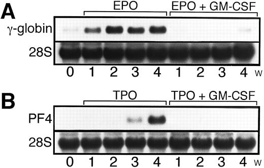 Fig. 7. Time course of expression of megakaryocyte or erythroid maturation-associated genes after treatment of UT-7/GM cells with EPO, TPO, or a combination with GM-CSF. UT-7/GM cells were cultured in tissue culture flasks with EPO (10 U/mL), EPO (10 U/mL) plus GM-CSF (10 ng/mL), TPO (100 ng/mL), and TPO (100 ng/mL) plus GM-CSF (10 ng/mL) for the times indicated. The cells were then harvested and prepared for isolation of total cellular RNA. The expression of γ-globin (A) and PF-4 (B) mRNAs was examined by Northern blotting. The membrane was rehybridized with 32P-labeled human ribosomal DNA probe to show the amount of RNA loaded.