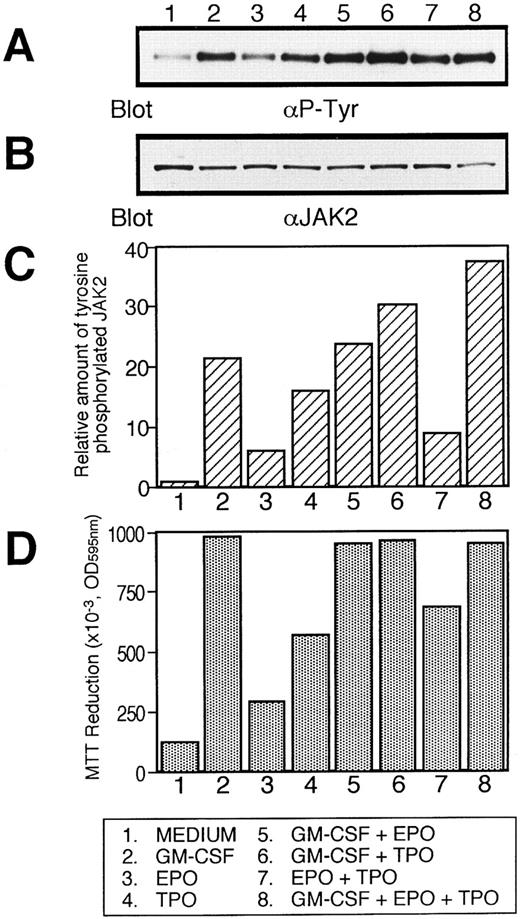 Fig. 9. Induction of tyrosine phosphorylation of JAK2 after stimulation of UT-7/GM cells with GM-CSF, EPO, TPO, or their combinations. GM-CSF was removed from UT-7/GM cells overnight. The cells were then stimulated with medium alone, TPO (100 ng/mL), EPO (10 U/mL), GM-CSF (10 ng/mL), or their combinations for 5 minutes before solubilization. Cell lysates were immunoprecipitated with Protein G Sepharose-conjugated anti-JAK2 serum. Immunoprecipitates were eluted with buffer containing SDS and resolved by 7.5% SDS-PAGE. Proteins were transferred onto a nitrocellulose membrane. (A) Immunoblotting with anti-P-Tyr antibody (4G10). (B) Immunoblotting with anti-JAK2 serum. The blot was reprobed with anti-JAK2 serum to confirm equal loading of the samples. (C) Densitometric analysis of tyrosine phosphorylated JAK2 proteins. (D) The effects of EPO, TPO, GM-CSF, or their combinations on the proliferation of UT-7/GM cells. Proliferative responses of UT-7/GM cells to cytokines were analyzed by the MTT assay (see Materials and Methods). Cells were plated at a density of 104/well in IMDM supplemented with 5% FCS and cultured with TPO (100 ng/mL), GM-CSF (10 ng/mL), EPO (10 U/mL), or their combinations. MTT reduction was measured after 3 days of culture. The values represent the mean ± SD from triplicate cultures.