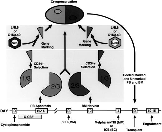 Fig. 1. Schema of gene-marking protocol. ICE: ifosphamide, carboplatin, etoposide; MM: multiple myeloma patients; BC: breast cancer patients.