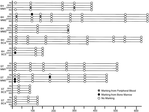 Fig. 3. Summary of PCR results on all patient samples post-transplantation. Samples were scored as negative if β-actin PCR of the sample gave a signal consistent with amplification of 500 ng of DNA. Samples were scored as positive only if both reagent and concurrently extracted normal PB controls were negative for the Neo signal. (○), Negative and (•), positive for vector used to transduce the BM, and (⊙), positive for the vector used to transduce the PB. MNC, mononuclear fraction of PB; GRAN, granulocyte fraction of PB.