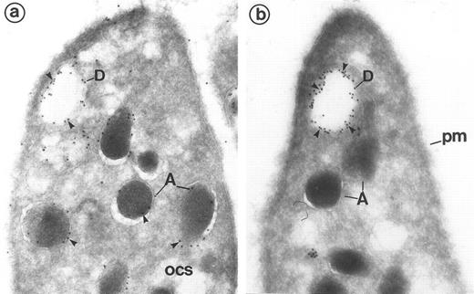 Fig. 2. (a and b) Frozen sections of resting platelets labeled with the dense granule markers granulophysin and P-selectin to identify the morphology of these organelles on cryosections. (a) Labeling of P-selectin (polyclonal anti–P-selectin/protein A 10 nm). P-selectin is present along the α-granules (A) and labels the dense granules (D) that have been partially extracted. The absence of P-selectin permits distinction of the vacuolar structures of the OCS from the dense bodies. (Original magnification × 48,000.) (b) Labeling of granulophysin (monoclonal anti-granulophysin/GAM 10 nm). The gold marker labels vacuolar structures, such as the dense granule limiting membrane (D). Using this technique, the dense granule core appears to have been partially lost, which gives the dense granule a vacuolar appearance. α-Granules (A) and plasma membrane (pm) are negative. (Original magnification × 48,000.)