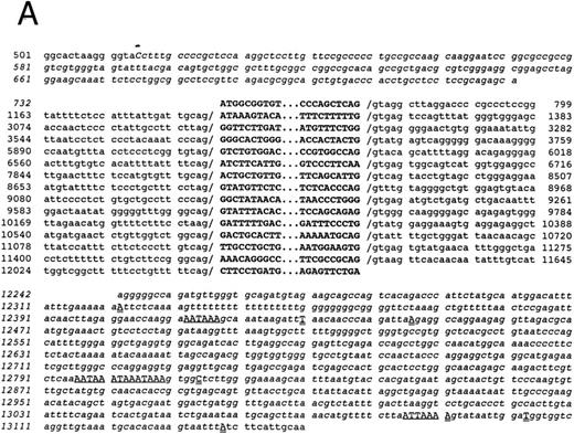 Fig. 1. The gene organization of the γ-glutamyl carboxylase. (A) The nucleotide numbers are based on the numbers submitted to Genbank. The transcription initiation site at nucleotide number 515 is labeled with an overhead “➭”. The coding sequence is in uppercase boldfaced. The 5′- and 3′-untranslated regions are in lowercase italics. The intron sequences are shown in lowercase. The potential polyadenylation sites are underlined and capitalized. Each transcription stop site (identified by cDNA cloning) is double underlined and capitalized. (B) The intron-exon organization is shown. 5′ and 3′ untranslated regions are shown in gray scale, the exons are black, and the introns are represented by clear rectangles. Alu sequences are represented by arrows below the figure whereas the mer 20 sequence is represented by an arrow above the figure. Some restriction sites are shown above the figure.