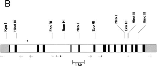 Fig. 1. The gene organization of the γ-glutamyl carboxylase. (A) The nucleotide numbers are based on the numbers submitted to Genbank. The transcription initiation site at nucleotide number 515 is labeled with an overhead “➭”. The coding sequence is in uppercase boldfaced. The 5′- and 3′-untranslated regions are in lowercase italics. The intron sequences are shown in lowercase. The potential polyadenylation sites are underlined and capitalized. Each transcription stop site (identified by cDNA cloning) is double underlined and capitalized. (B) The intron-exon organization is shown. 5′ and 3′ untranslated regions are shown in gray scale, the exons are black, and the introns are represented by clear rectangles. Alu sequences are represented by arrows below the figure whereas the mer 20 sequence is represented by an arrow above the figure. Some restriction sites are shown above the figure.