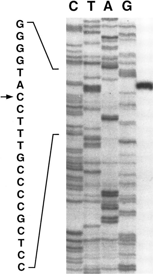 Fig. 2. The transcription initiation site (indicated by →) for the γ-glutamyl carboxylase determined by primer extension. The control sequence on the left panel was determined using a genomic clone and primer 1 (residues 753-774 of Fig 1).