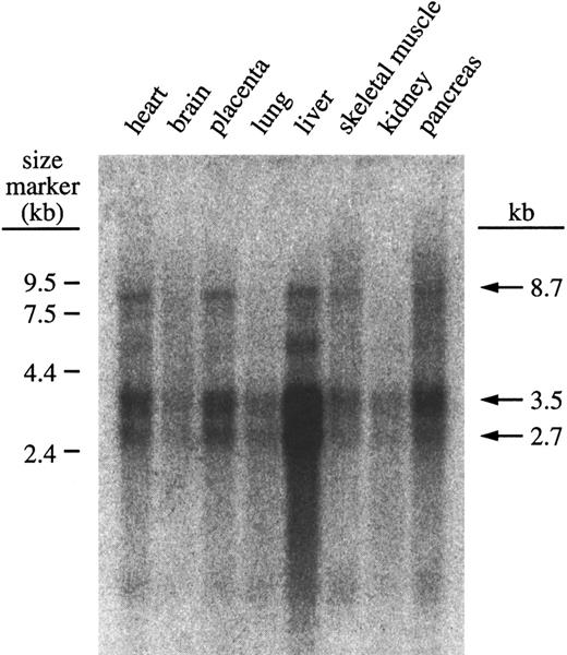 Fig. 3. Representative Northern blot probed with γ-glutamyl carboxylase cDNA show mRNA present in 8 human tissues. The probe was prepared by random priming from the carboxylase cDNA. Hybridization was with Clontech's ExpressHyb solution according to the manufacturer's protocol. The results were imaged with Molecular Dynamics Storm 840 Phosphorimager and quantitation was achieved with ImageQuant software.