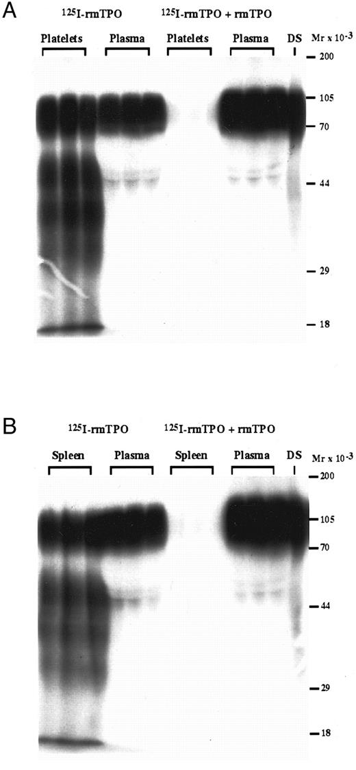 Fig. 4. Autoradiographs showing the in vivo binding and degradation of 125I-rmTPO by platelets and spleen tissue following IV administration of 125I-rmTPO. Mice received a single IV bolus injection of 125I-rmTPO or 125I-rmTPO + 10 μg rmTPO and were killed 3 hours later. (A) Citrated blood, (B) spleens, and plasma were obtained and processed. These samples were then analyzed by SDS-PAGE. Approximate MW were determined from MW standards run on the same gel.