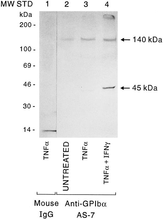 Fig. 5. Immunoprecipitation of cytokine-treated HUVEC by the anti-GP Ibα MoAb AS-7. HUVEC were untreated or pretreated with TNF-α or the combination of TNF-α +IFN-γ, and sialic acid residues were labeled with Na3HBH4 as described in Materials and Methods. Whole cell lysates were incubated with nonimmune mouse IgG1 (lane 1) or AS-7 (lanes 2 to 4), followed by protein A-Sepharose. Fluorography of a 4% to 15% gradient SDS-PAGE gel is shown.