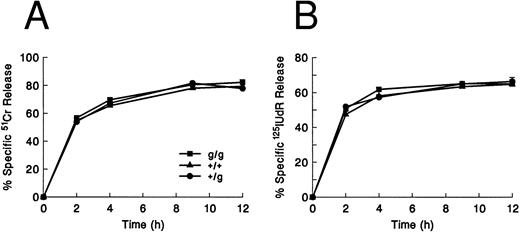 Fig. 1. Cytotoxic activity of gld/gld CTLs. MLR-produced CTLs (H-2b anti–H-2d) from wild-type (+/+), +/gld (+/g), and gld/gld (g/g) mouse splenocytes tested against TA3 lymphoma cells at a fixed E:T ratio of 10:1 in 51Cr release (A) and 125IUdR release (B) assays. Both gld/+ and gld/gld CTLs have no detectable defect in the ability to induce 51Cr or 125I-labeled DNA release at all time points tested. Error bars represent the range of values at each point. These are representative data from one of three similar experiments.
