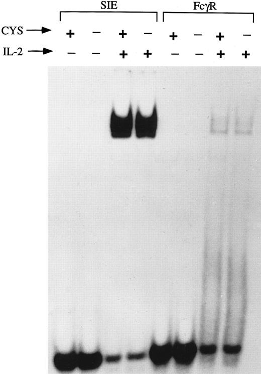 Fig. 3. GAS-binding proteins are activated normally by IL-2 stimulation in thiol-deficient medium. EMSA were performed, using GAS motif-containing probes, SIE and FcγRI, on nuclear extracts of NK3.3 cells (3 × 106/condition) that had been IL-2–deprived and precultured for 12 hours in medium in the presence or absence of L-cystine and GSH followed by stimulation with IL-2 (200 U/mL, 15 minutes). No difference was seen in GAS-binding activities between cells cultured in the thiol-deficient compared to thiol-sufficient medium.