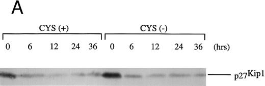 Fig. 4. Levels of CDKs and CDK inhibitors are not affected under conditions of thiol deprivation. Western blot analyses of (A) p27Kip1 and (B) CDK6/cyclin D3 and CDK2 and cyclin E in NK3.3 cells revealed little dependency on medium thiols. NK3.3 cells were depleted of residual thiols and then stimulated with IL-2 (200 U/mL) in CYS(+) or CYS(−), and lysed at the indicated time points. Each figure is representative of at least two independent experiments. Experiments performed with different quantities of cell extracts yielded consistent results.