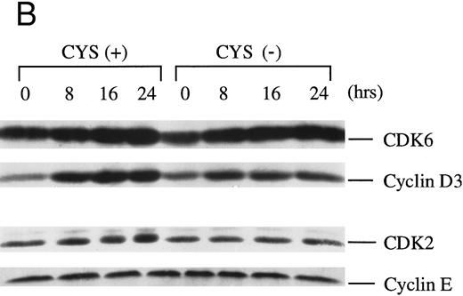 Fig. 4. Levels of CDKs and CDK inhibitors are not affected under conditions of thiol deprivation. Western blot analyses of (A) p27Kip1 and (B) CDK6/cyclin D3 and CDK2 and cyclin E in NK3.3 cells revealed little dependency on medium thiols. NK3.3 cells were depleted of residual thiols and then stimulated with IL-2 (200 U/mL) in CYS(+) or CYS(−), and lysed at the indicated time points. Each figure is representative of at least two independent experiments. Experiments performed with different quantities of cell extracts yielded consistent results.