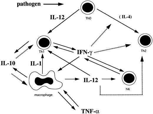 Fig. 2. A plausible cytokine network mediated by Th1 cells, Th2 cells, macrophages, and NK cells in HLH. Solid arrows indicate stimulation or secretion and dotted arrows indicate inhibition.