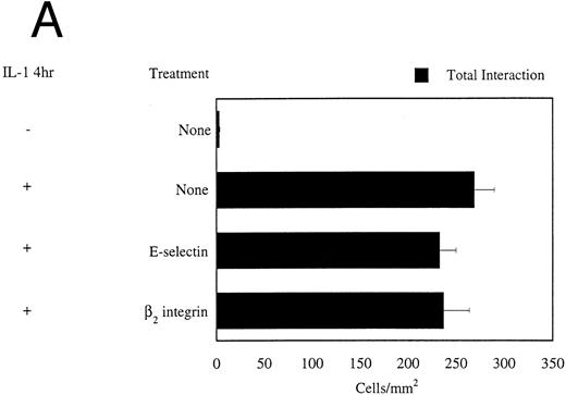 Fig. 2. (A) Monocyte adhesion to HUVECs under flow conditions. Endothelial cells were stimulated with 0.1 ng/mL IL-1β and monocytes (106/mL) were perfused over the monolayer for 10 minutes at 2 dynes/cm2. Total interaction gives a measure of primary adhesion and includes all monocytes interacting with the monolayer for at least 2 seconds. On endothelial cells, MoAb CL2/6 was used to block E-selectin function, whereas MoAb R15.7 binds to the β2 subunit of CD18 integrins present on monocyte surface, and blocks its function (n = 3 to 19). (B) Adhesion of monocytes to (4 h) IL-1β–stimulated HUVECs at 2 dynes/cm2. Dreg-56 was used to block L-selectin function on monocytes. Data is shown as mean ± SEM for 3 to 19 experiments. MoAb Dreg-56 was used to block L-selectin function on monocytes. MoAb HP2/1 binds to VLA-4 on monocytes and is function blocking. To block E- and P-selectin, endothelial cells were treated with MoAbs CL2/6 Fab2 and GA6, respectively. Sialidase treatment included use of neuraminidase enzyme (0.1 U/mL, 30 minutes incubation at 25°C) to cleave sialyl lewis residues from the monocyte surface. *Statistical significance (P < .05) compared with control with no MoAb treatments.† Statistical significance (P < .05) compared with neuraminidase, anti–L-selectin, and anti–VLA-4 treatment.