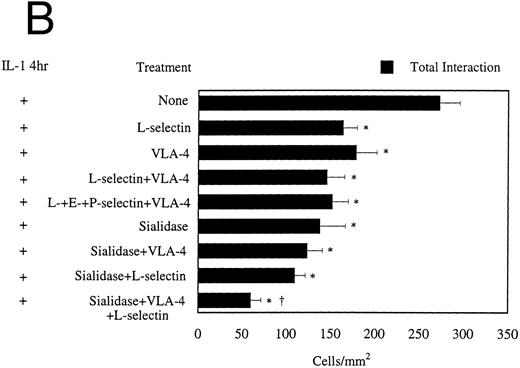 Fig. 2. (A) Monocyte adhesion to HUVECs under flow conditions. Endothelial cells were stimulated with 0.1 ng/mL IL-1β and monocytes (106/mL) were perfused over the monolayer for 10 minutes at 2 dynes/cm2. Total interaction gives a measure of primary adhesion and includes all monocytes interacting with the monolayer for at least 2 seconds. On endothelial cells, MoAb CL2/6 was used to block E-selectin function, whereas MoAb R15.7 binds to the β2 subunit of CD18 integrins present on monocyte surface, and blocks its function (n = 3 to 19). (B) Adhesion of monocytes to (4 h) IL-1β–stimulated HUVECs at 2 dynes/cm2. Dreg-56 was used to block L-selectin function on monocytes. Data is shown as mean ± SEM for 3 to 19 experiments. MoAb Dreg-56 was used to block L-selectin function on monocytes. MoAb HP2/1 binds to VLA-4 on monocytes and is function blocking. To block E- and P-selectin, endothelial cells were treated with MoAbs CL2/6 Fab2 and GA6, respectively. Sialidase treatment included use of neuraminidase enzyme (0.1 U/mL, 30 minutes incubation at 25°C) to cleave sialyl lewis residues from the monocyte surface. *Statistical significance (P < .05) compared with control with no MoAb treatments.† Statistical significance (P < .05) compared with neuraminidase, anti–L-selectin, and anti–VLA-4 treatment.