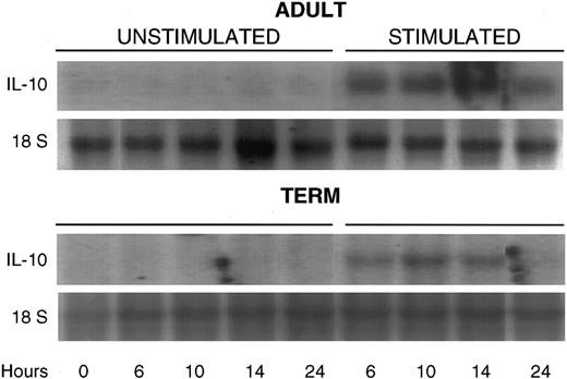 Fig. 3. Northern blot demonstrating time course of IL-10 mRNA induction in unstimulated adult mononuclear cells (upper panel) and term neonatal cells (lower panel) and in LPS-stimulated cells at 6, 10, 14, and 24 hours in culture. IL-10 transcripts (1.8 kb) are shown in the upper panel and 18 S ribosomal RNA bands are shown for normalization of total cellular RNA loaded.