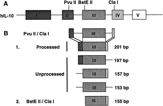 Fig. 5. Illustration of human IL-10 gene structure and protected fragment generated in RNAse protection assays. (A) This diagram depicts the genomic structure of the human IL-10 gene and delineates unique restriction enzyme sites used to generate template cDNA for RNAse protection assays. (B) Probes generated for RNAse protection assays are as follows: (1) a completely processed 201-bp PvuII/Cla I fragment including a portion of exon II, all of exon III, and a portion of exon IV, and three incompletely processed protected fragments including a 197-bp portion of exon II and the complete exon III, a 157bp fragment including all of exon III and a portion of exon IV, and a 153-bp fragment consisting of exon III only. The probe used in RNAse protection half-life assays (2) was a 155-bp BstEII/Cla I fragment which included the majority of exon III and a small portion of exon IV.
