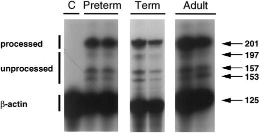 Fig. 7. This RNAse protection assay demonstrates the relative proportion of processed IL-10 mRNA (201 bp) unprocessed IL-10 transcripts (197, 157, and 153 bp species) in total cellular RNA derived from the IL-10 nonproducing cell line, HTB9 (C), and from LPS-stimulated PBMNCs of preterm, term, and adult subjects. β-actin is included to assess equality of RNA loading. This is a representative blot including two of three experiments performed on cells from preterm, term, and adult subjects.