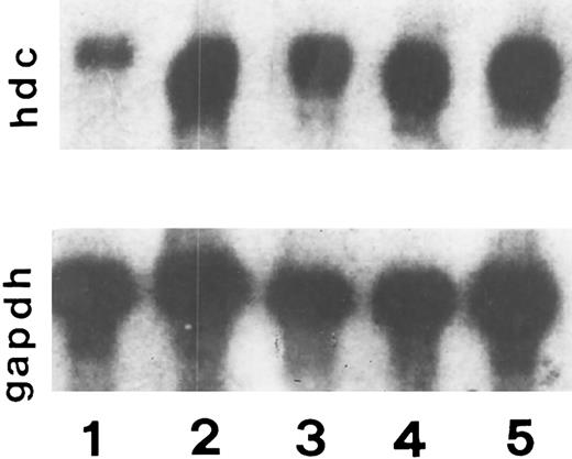 Fig. 6. Effect of RANTES 10 ng/50 μL (lane 4), MCP-1 (lane 5), LPS 20 (lane 2), FMLP 10−6 mol/L (lane 3) and PBS 50 μL (lane 1) on histidine decarboxylase mRNA expression after 4 hours of incubation. This is a representative experiment of four.