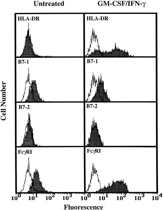 Fig. 4. Flow cytometric analysis of B7-1 and B7-2 expression on GM-CSF/IFN-γ–treated PMN. PMN were cultured for 44 hours in the absence or presence of 100 U/mL GM-CSF/IFN-γ before staining. Open peaks represent staining with isotype controls. Closed peaks represent staining with HLA-DR, B7-1, B7-2, or FcγRI-specific antibodies. Antibody binding to PMN cultured in the absence of GM-CSF/IFN-γ had the same MFI as the isotype control. Flow cytometric histograms represent 5,000 to 10,000 gated PMN.
