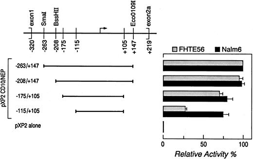 Fig. 1. Deletion analysis of the type 2 CD10/NEP promoter. (Left) CD10/NEPpXP2 deletion constructs. Deletion constructs containing progressively shorter segments of the type 2 CD10/NEP promoter in the promoterless luciferase vector pXP2 are shown. Positions of the indicated constructs are relative to the major initiation of transcription site (). (Right) Luciferase assays of CD10/NEPpXP2 deletion constructs. The resulting CD10/NEPpXP2 constructs and CMV-GH internal controls were cotransfected into Nalm-6 cells and FHTE56 cells to analyze CD10/NEP-driven luciferase activity. In all assays, luciferase activity was normalized for transfection efficiency by evaluating supernatants from the transient transfections for simultaneous GH secretion (ng GH secretion/mL supernatant). Promoter activity (RLUs) and % maximum CD10/NEP-driven activity represent the mean ± SE for two separate experiments performed in triplicate: FHTE56 v, Nalm-: −263/+147, 742 (100%) v 639 (100%); −208/+147, 709(95% ± 5%) v 621(98% ± 3%); −175/+105, 538(71% ± 3%) v 554(80% ± 7%); −1151/+105, 210(27% ± 2%) v 519(75% ± 7%); P < .001. pXP2 alone, 66 v 35, respectively. The differences in CD10/NEP-driven luciferase activity of CD10/NEP(−115/+105)pXP2 in FHTE56 and Nalm-6 cells were analyzed using a one-sided Student's t-test.