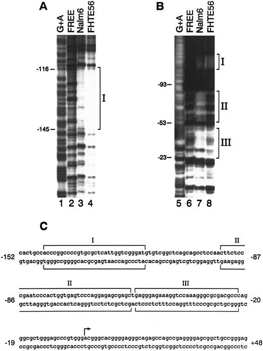 Fig. 2. DNase I footprinting analysis of the type 2 CD10/NEP promoter. The 314-bp fragment extending from bp −208 to +107 of the CD10/NEP promoter was 32P-labeled on the noncoding strand (A) or coding strand (B) and incubated with no nuclear protein (free, lanes 2 and 6), 100 μg Nalm-6 nuclear protein (lanes 3 and 7), or FHTE56 nuclear protein (lanes 4 and 8). Molecular weight markers (lanes 1 and 5) were generated by G+A-specific Maxam-Gilbert cleavage. Numbers at the left of each panel indicate nucleotides upstream(−) or downstream(+) of the major transcription initiation site (+1). Sequences protected from DNase I digestion are indicated by brackets. (C) Sequence of the CD10/NEP promoter and three protected regions. The arrow delineates the major transcription initiation site (+1).24